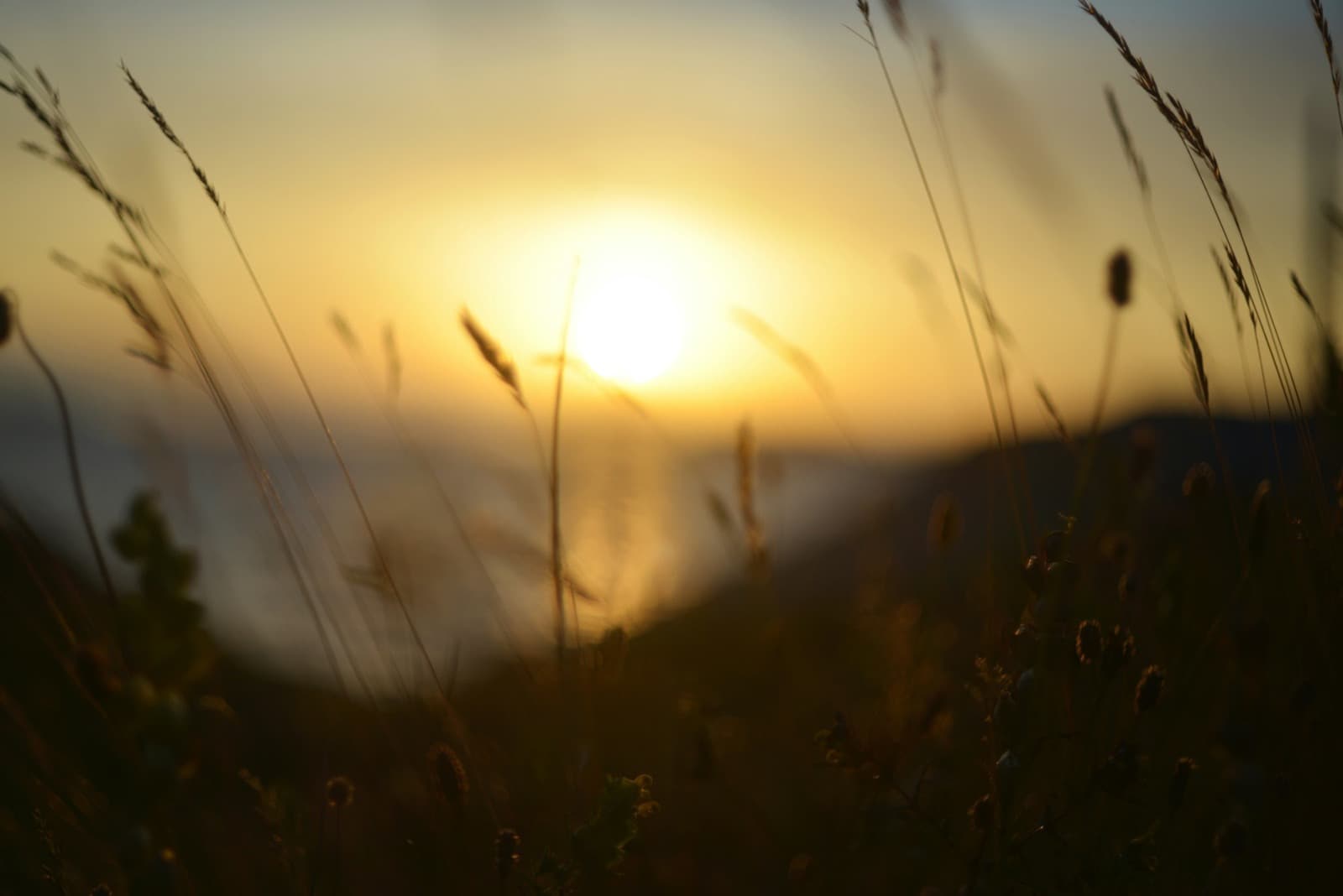 golden sunset viewed through tall grass